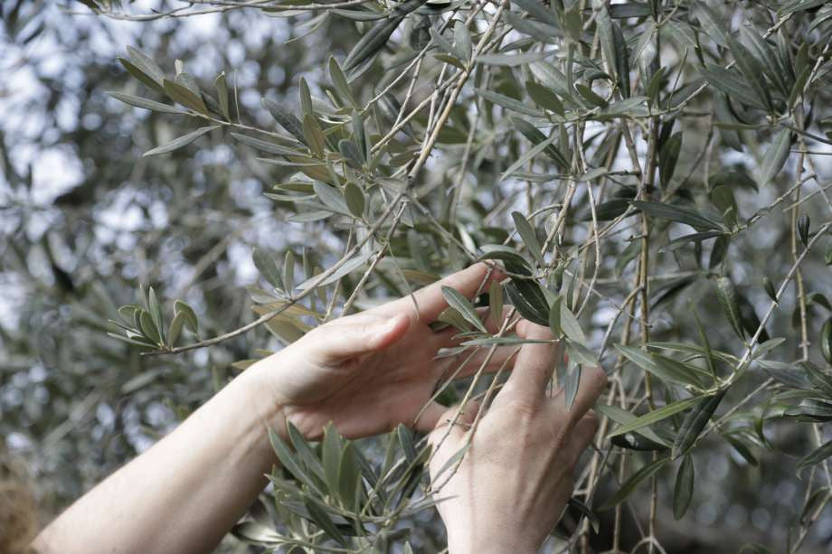 Sticker shock for olive oil buyers after bad Italian harvest